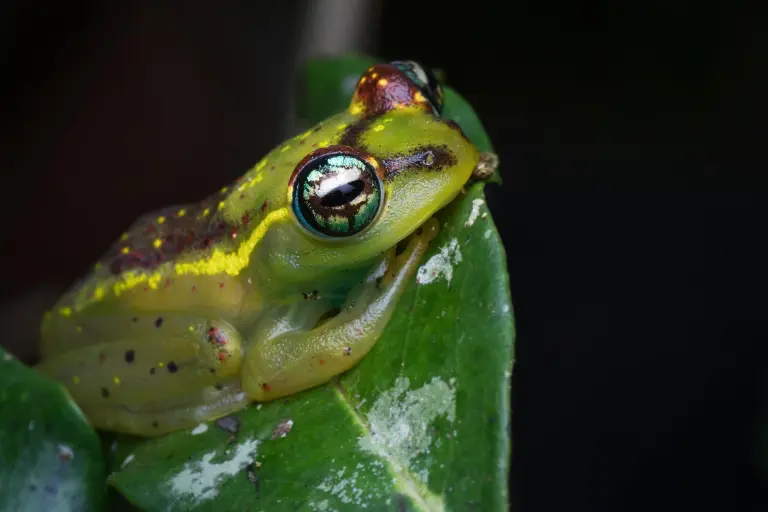 Andasibe, un espace dédié à la nature