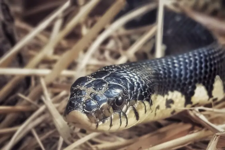 Menarana, le serpent de Madagascar