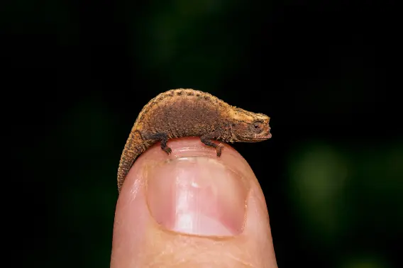 Brookesia micra : Le Caméléon Minuscule de Madagascar